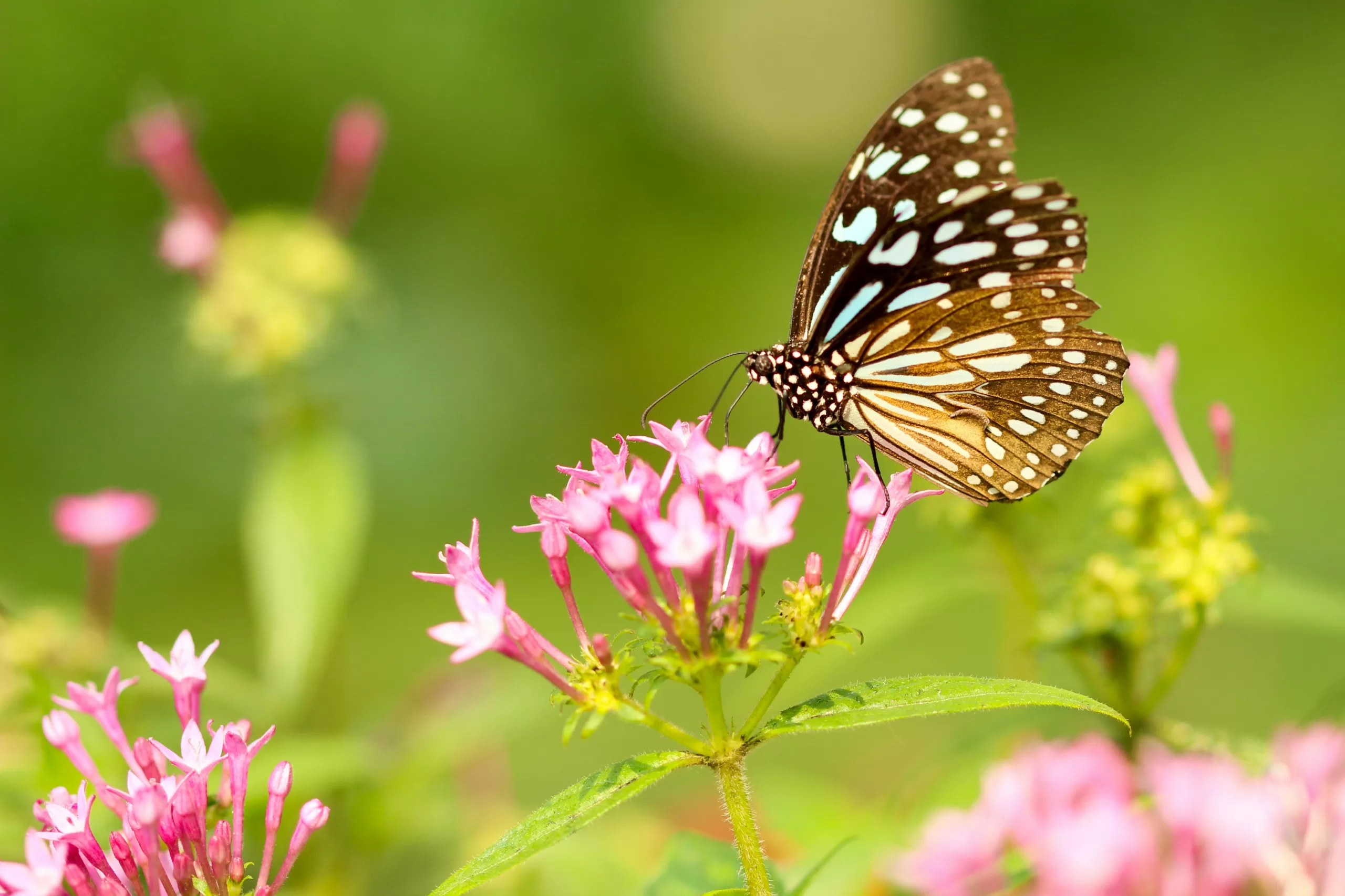 The Miraculous Nature of our World
