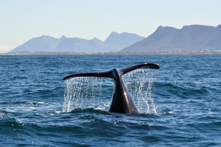 Exploring the Depths with the Whales